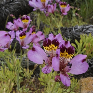 Alstroemeria magnifica var sierrae